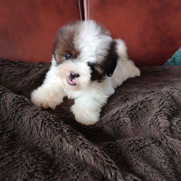 ***   Shih Tzu z domowej hodowli.  ***
