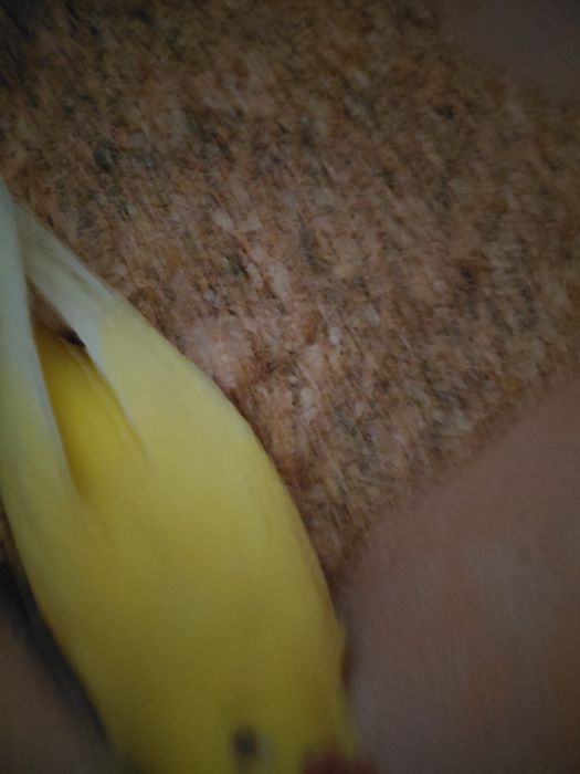 Casal de ring neckes