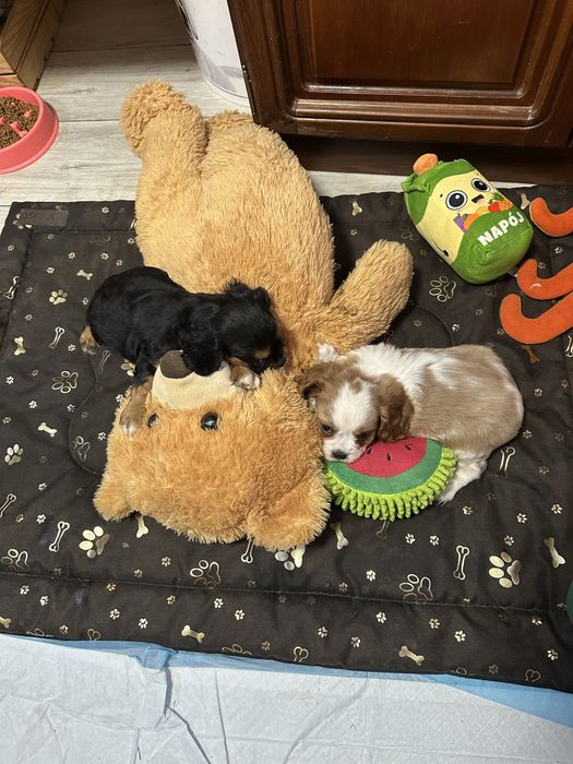 Cavalier king charles