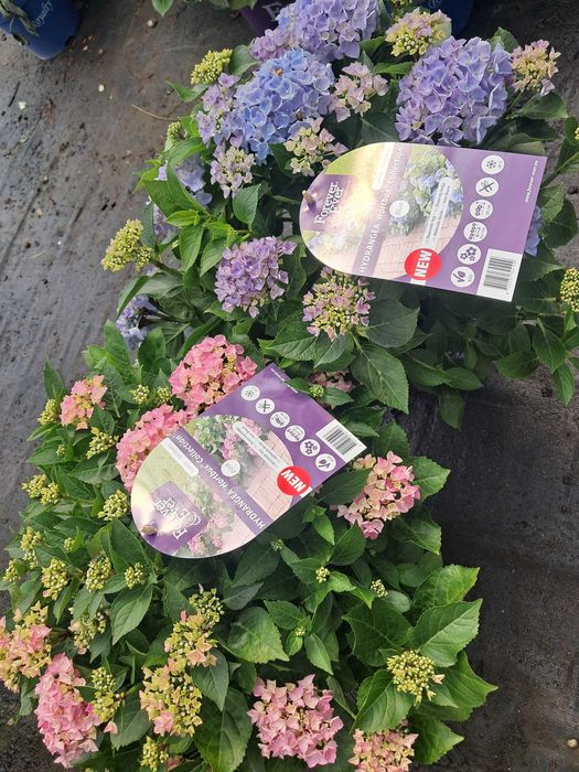 Hortensje ogrodowe, odmiany licencyjne