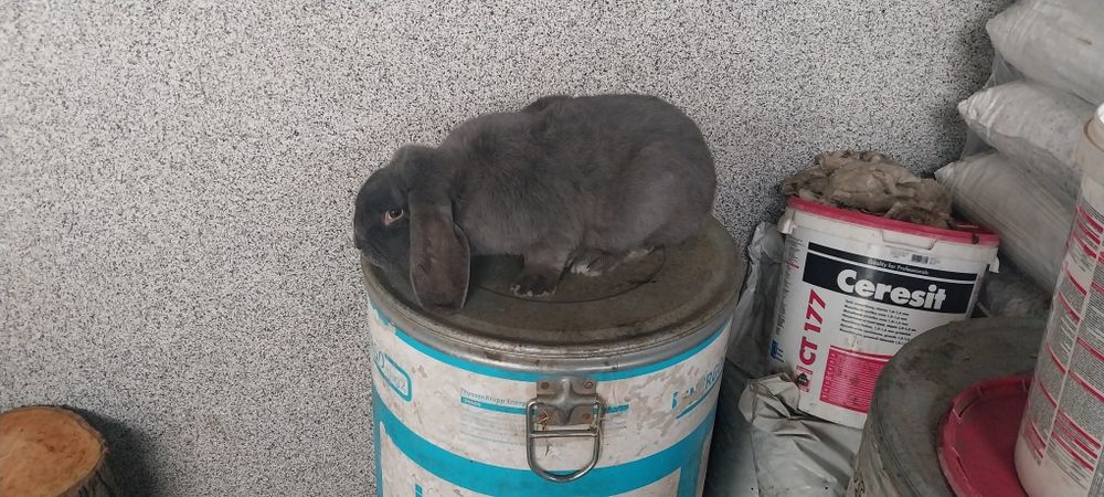 Sprzedam króliki baranek francuski