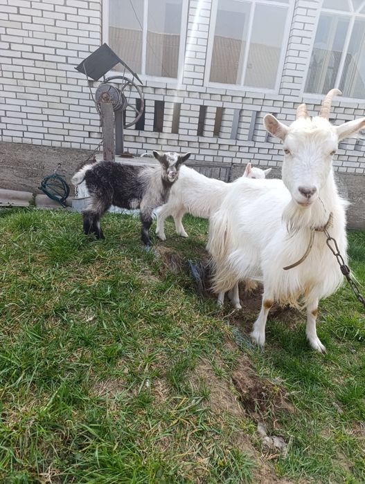 Козенята (кізочки)