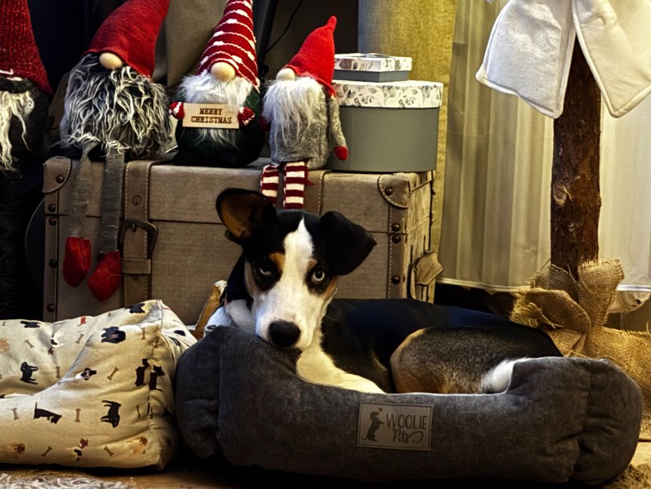 Oddam pieski w dobre ręce