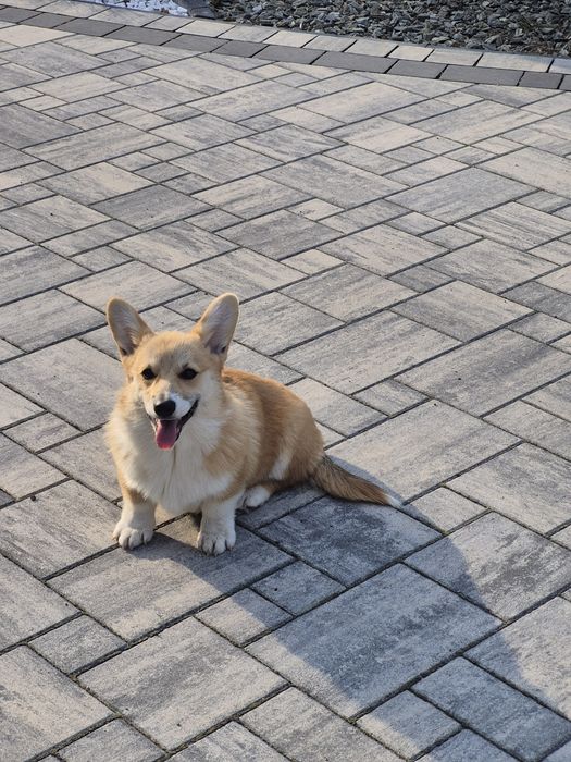 Wels Corgi Pembroke suczka FCI