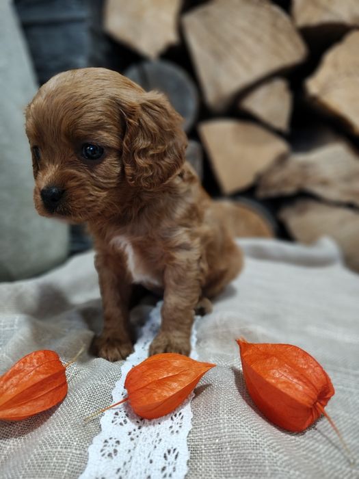 ***Cavapoo - suczka***