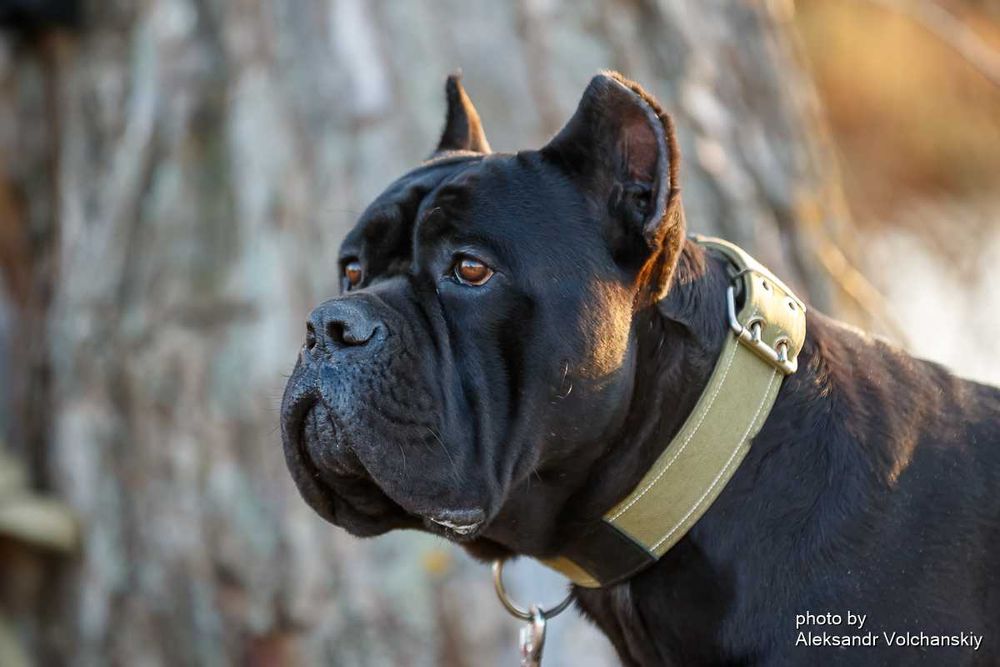 Кобель итальянского кане корсо доступен для вязок