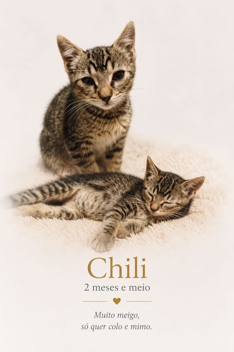 Gatinhos bebés para adoção