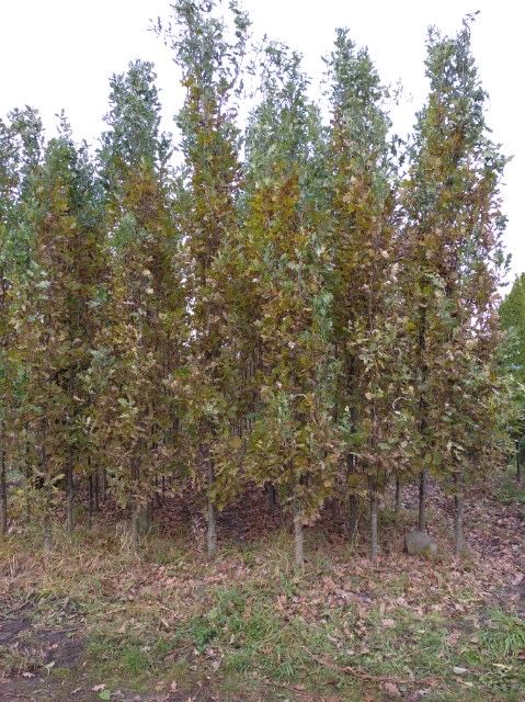 Dąb szypułkowy kolumnowy FASTIGIATA  350cm obwód 10-12cm