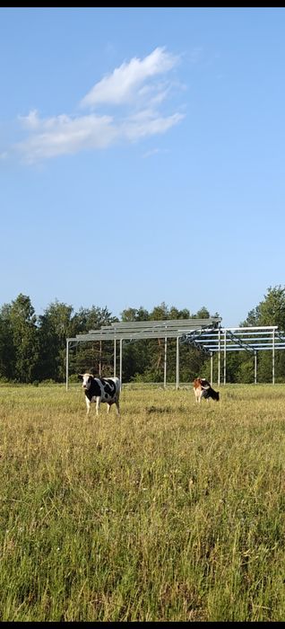 Świeże mleko krowie, ser od szczęśliwych krów