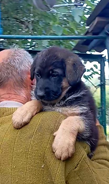 Шикарная девочка 1,5 мес.