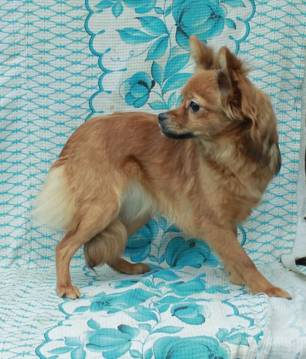 Девочка длинношорстного той-терьера  ищет семью.