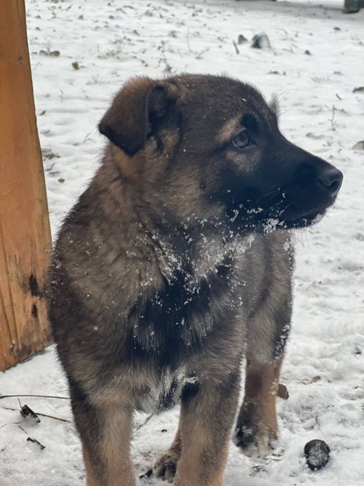 Щенкам нужен дом