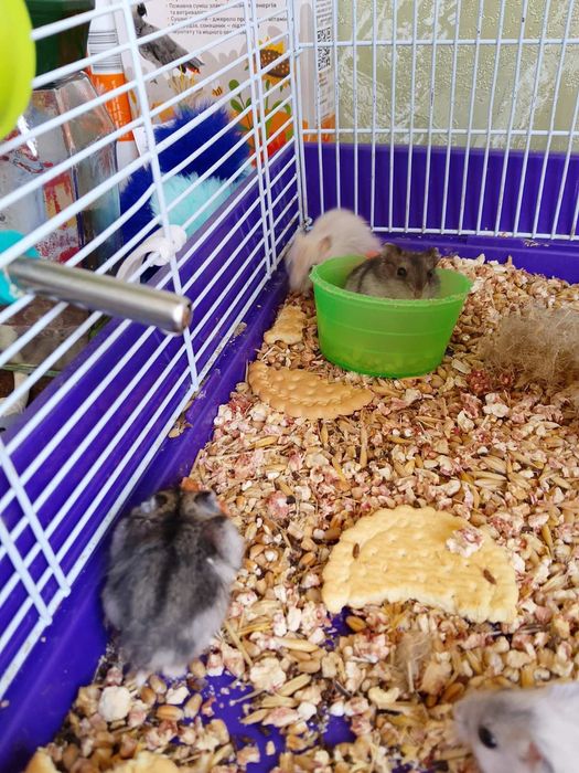 Джунгарский хомяк