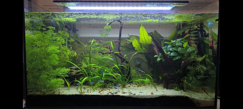 Akwarium 128L 80x35x45  z wyposażeniem i życiem .JAK NOWE