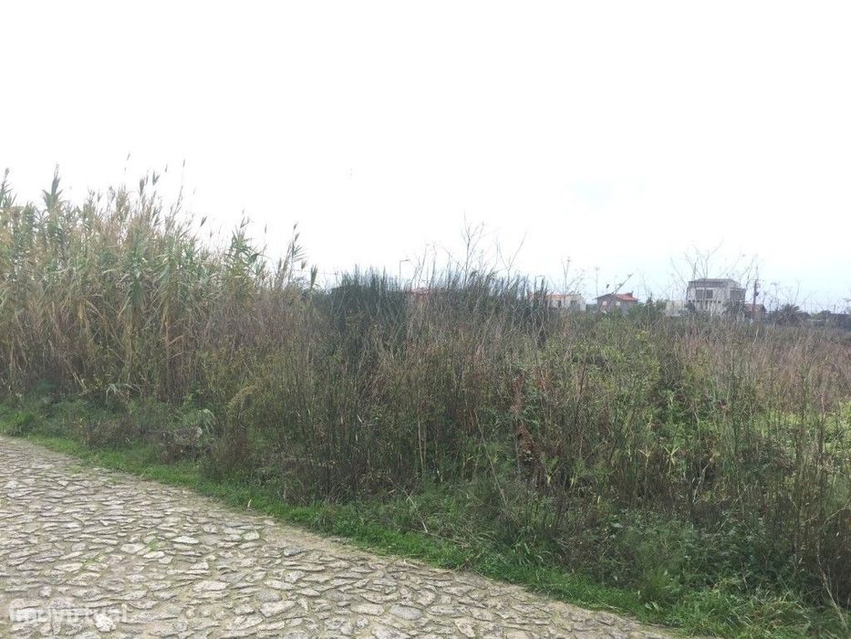Terreno Agrícola - Carreço