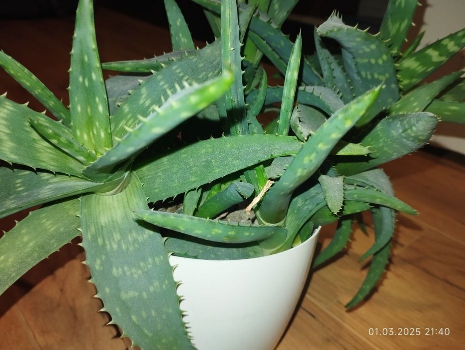 Алоє Вера з дітками