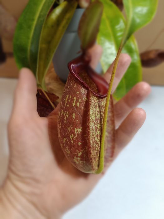 Dzbanecznik Nepenthes × ventrata