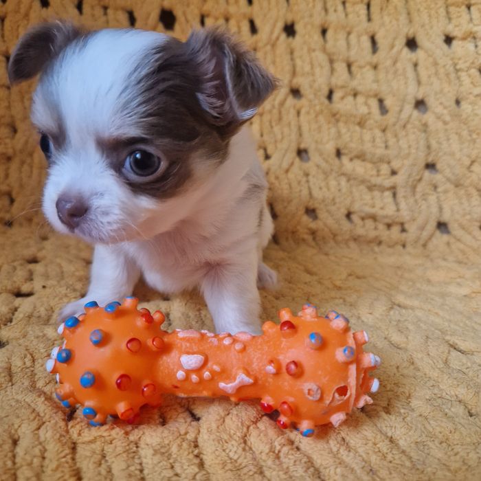 Девчулька чихуахуа