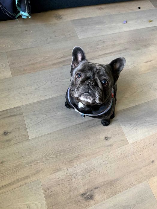 Перетримка кішечок та собачок