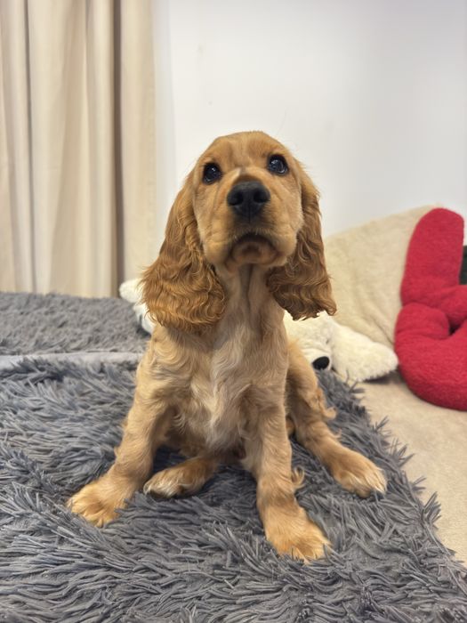 NUGAT szczenię Cocker Spaniel Angielski