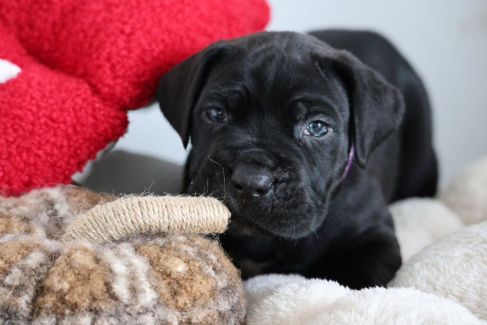 Cane Corso Italiano FCI szczeniak