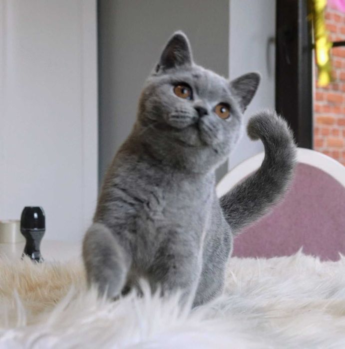 Котик підрощенний стотіш страйт