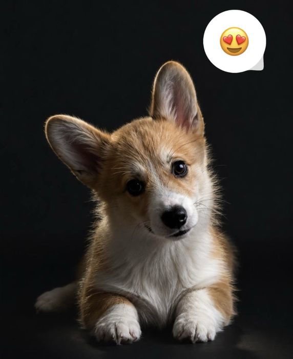 Терміново Продам цуцика Коргі 4 міс привівки документи