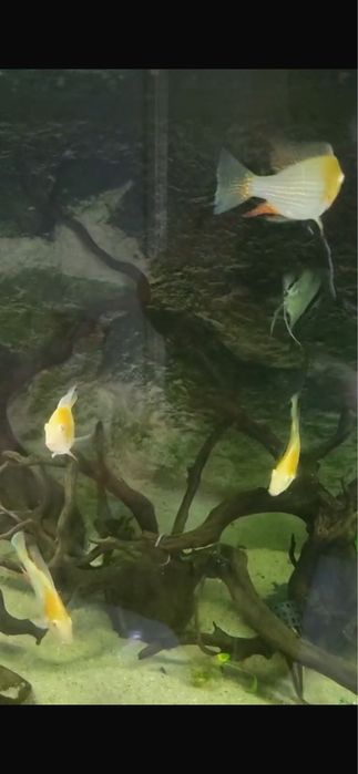 Fundo aquário 3D 150/65