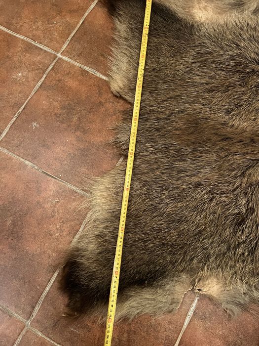 Skura dzika trofeum myśliwskie