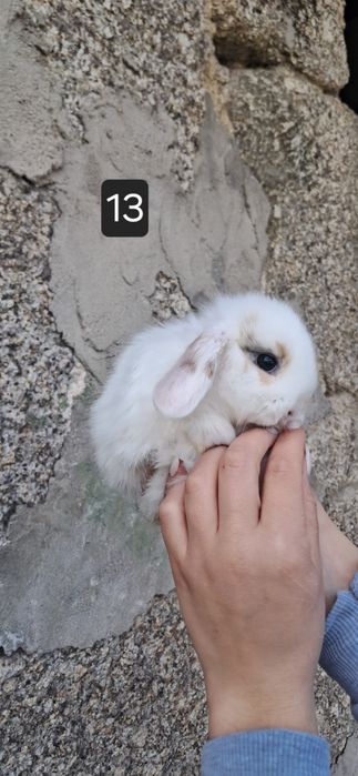 Coelho anão mini lop