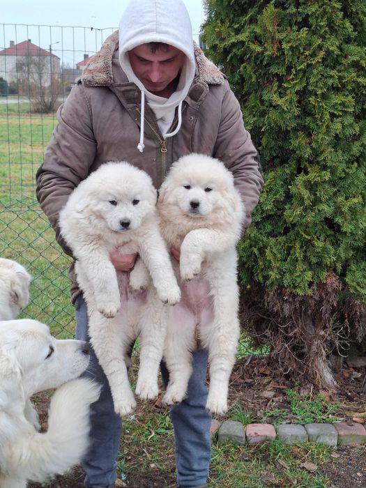 Polski Owczarek Podhalański Szczeniak o mocnej budowie