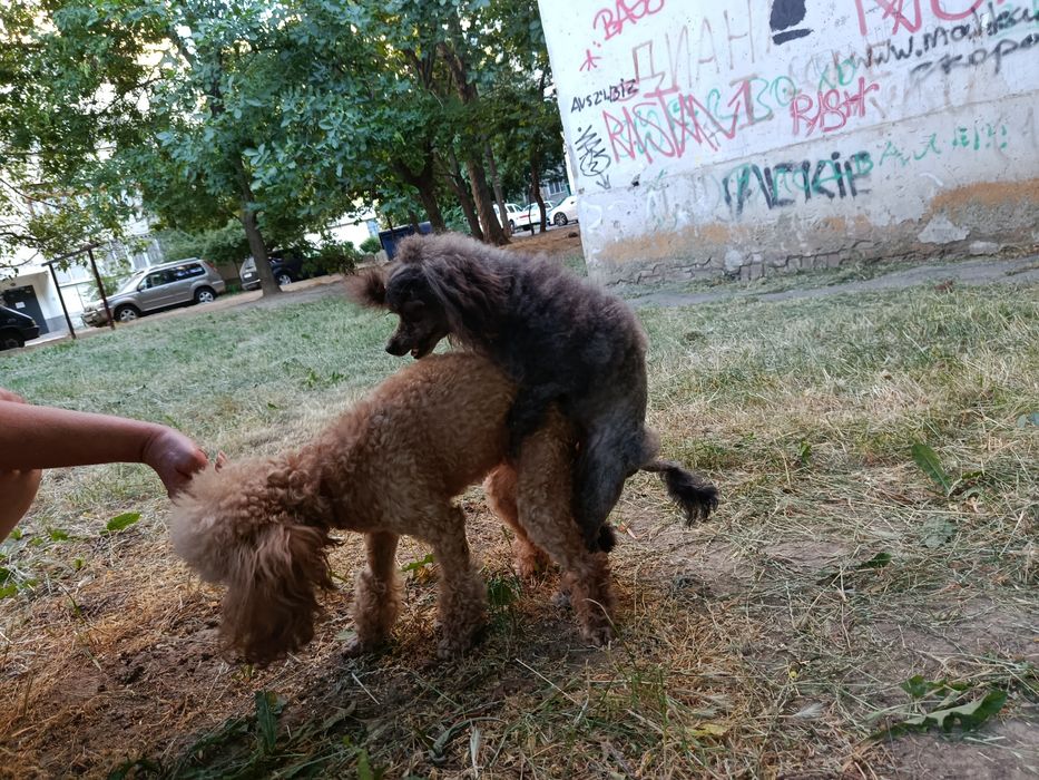 Жених на выдании, той-пудель 24 см.
