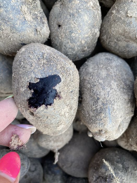 Картопля фіолетова «Солоха»