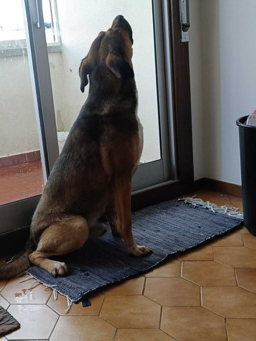 Para adoção responsável