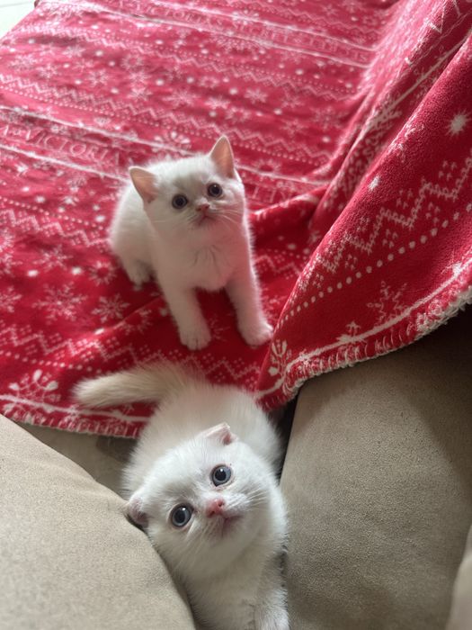 Котята  породистые «скоттиш-фолд»