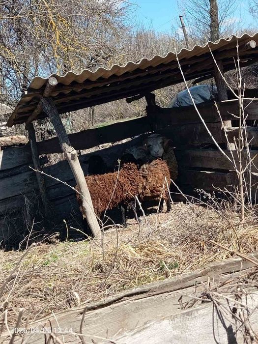 Породиста сім'я баранів