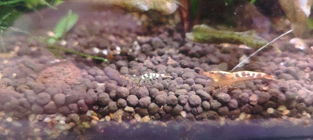 Krewetka Neocaridina Davidi
