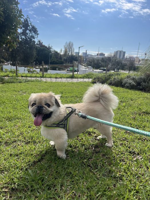 Pet Sitter e Dog Walker/Estadias para cães [Lisboa]