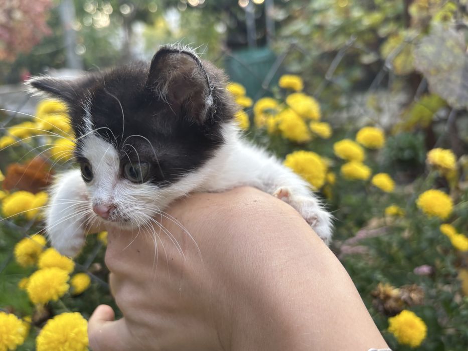 котик горошок, в добрі руки