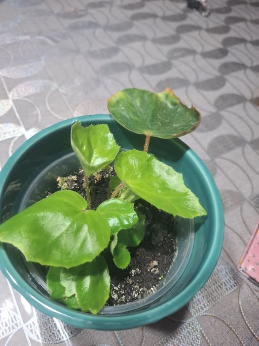 Begonia rącznikolistna