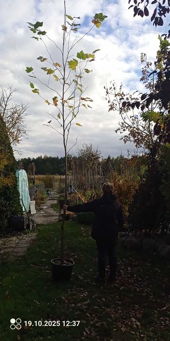 Platan klonolistny 8-10 cm