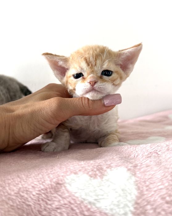 Devon rex rudo bialy kocurek