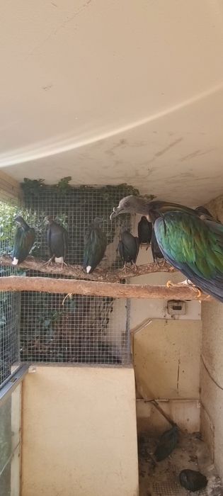 Pombos de Nicobar