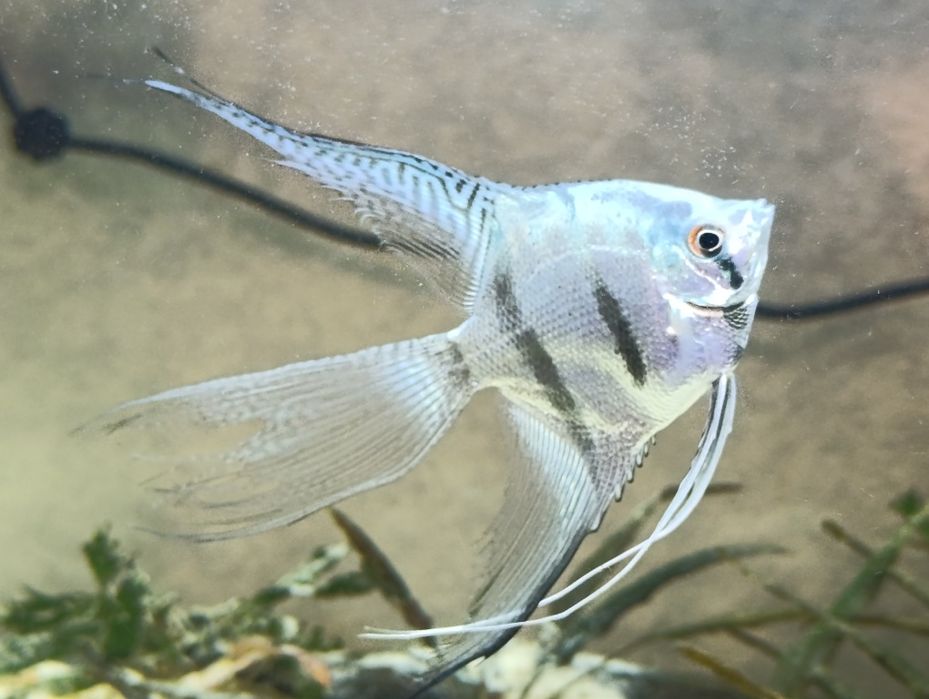 Продам голубых скалярий