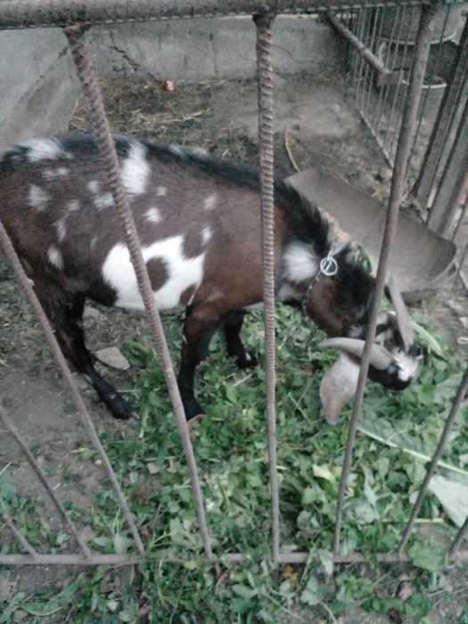 Продам кози Англо-Н