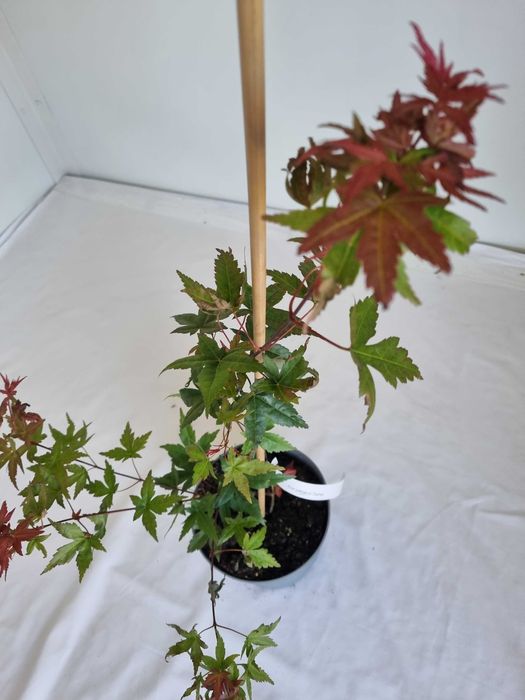 Bonsai Klon Palmowy Acer palmatum 'Deshojo' 50 cm Doniczka 2L