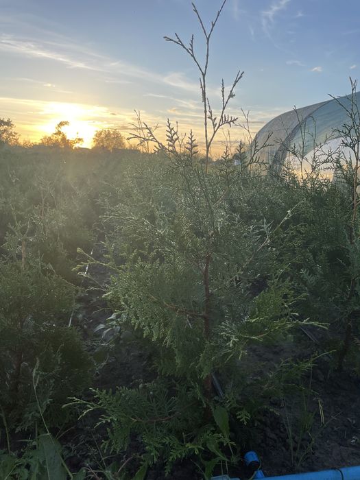 Туя Брабант 60-70 см., самшит,верба Хакуро Нішикі