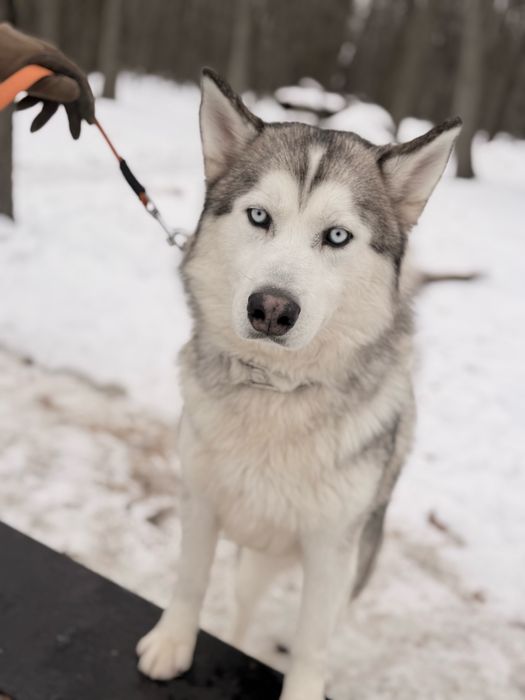 Хаскі кобель 1,5 років