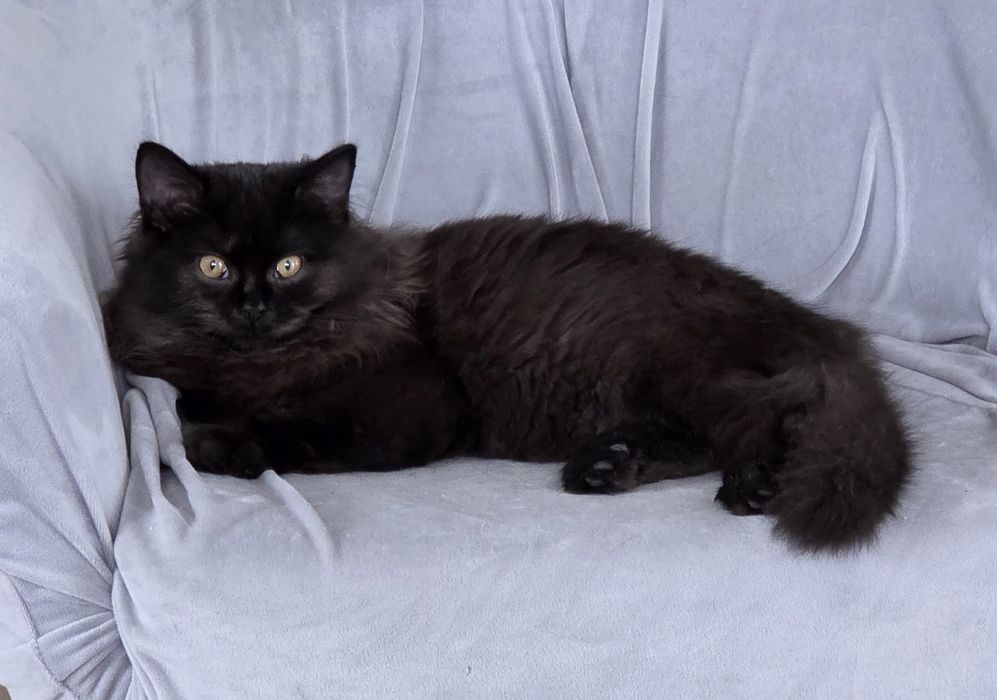 Besia - kotka brytyjska długowłosa