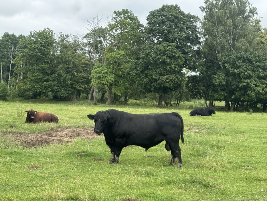 Jałówki i młode byczki rasy Angus na sprzedaż